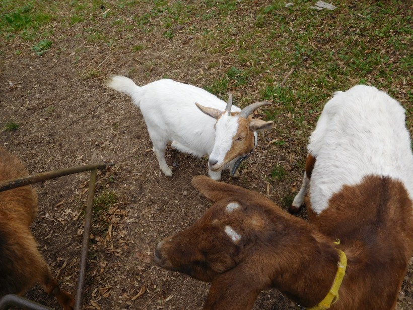 GOATS!!